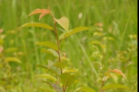 福建山櫻花