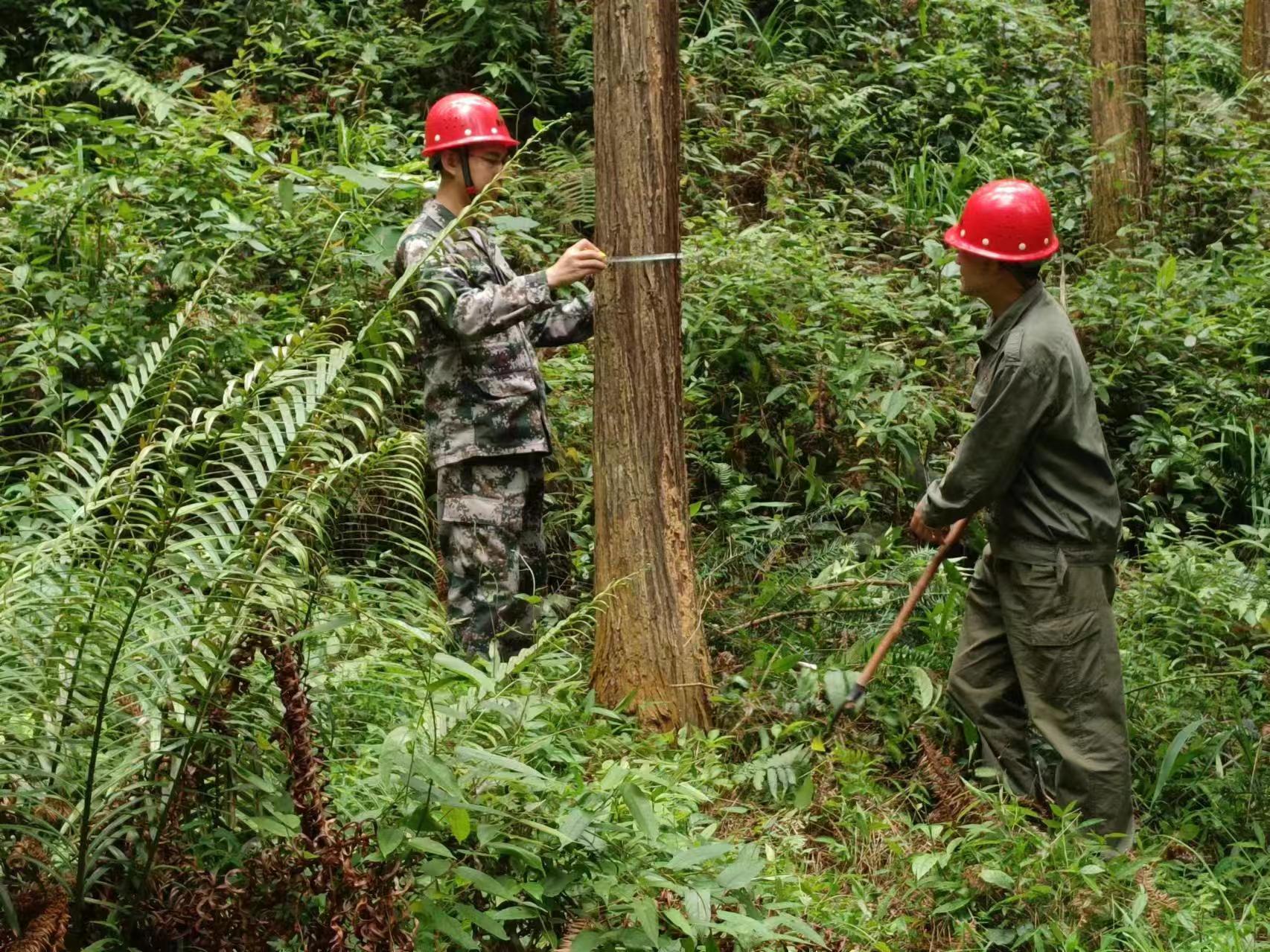  “百日鏖戰(zhàn)” 齊心協(xié)力譜寫產銷新篇 ----福建金森木材產銷百日攻堅行動